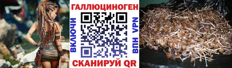 Галлюциногенные грибы Psilocybine cubensis  Сосновка 
